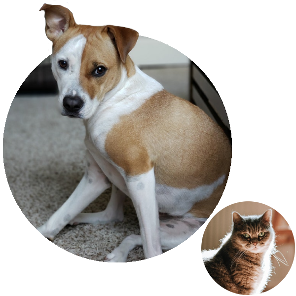 BrownWhite Dog and furry Cat