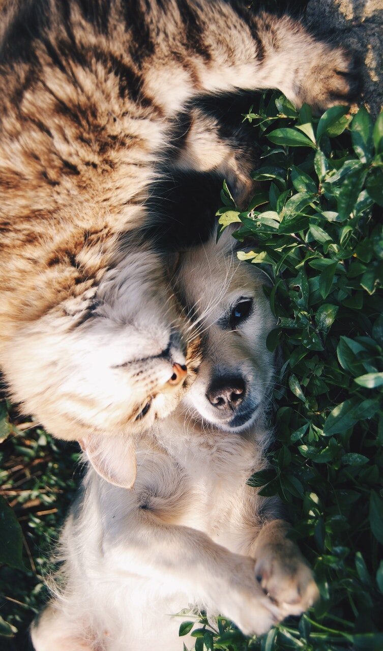 Dog and Cat Playing