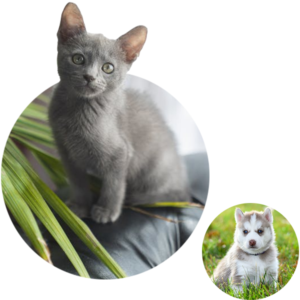 Gray Cat and White Dog