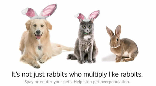 A Golden Retriever and a grey cat both wearing pink bunny ears sitting next to a brown rabbit